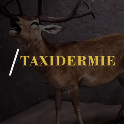 Taxidermie